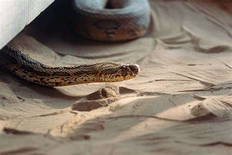 When Do Snakes Hibernate In Ohio Hasma