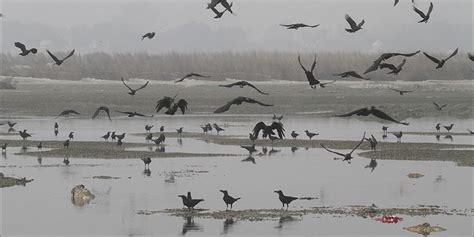 Bird Flu Virus Detected In Dead Crows In Madhya Pradesh Rajasthan Bird Flu Rajasthan