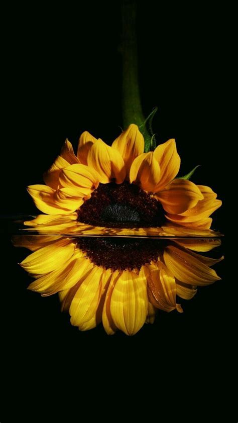Girasol🌻 Sunflower Iphone Wallpaper Sunflower Photography Sunflower