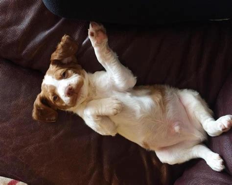 Oregon french brittany spaniel breeders & kennels | oregon french brittany spaniels for sale. brittany spaniel puppies for sale in texas in Alpine, Texas - Puppies for Sale Near Me