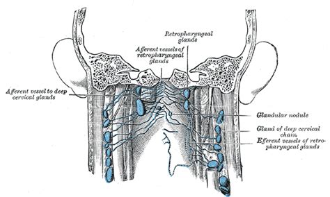 The neck is the area between the skull base and the clavicles. Cervical lymph nodes - wikidoc