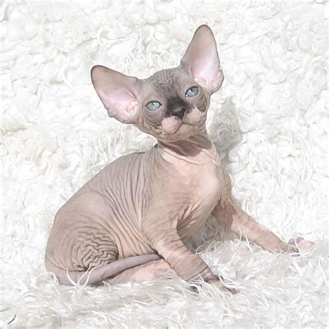 Hairless cat breeds are the sphynx, the devon rex and the peterbald. Gallery Talialida Sphynx Cattery