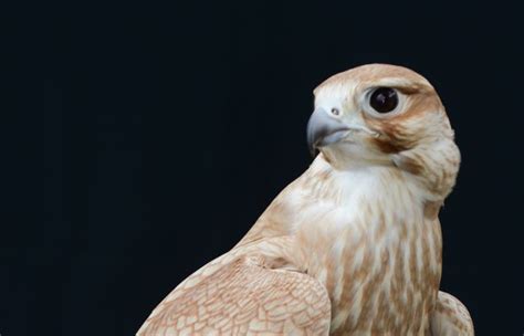 The Hybrid Gold Saker Falcon Gallery Exclusive Falcons Peregrine