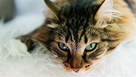 Congiuntivite Nel Gatto Sintomi Cause E Cure Dilei Pets