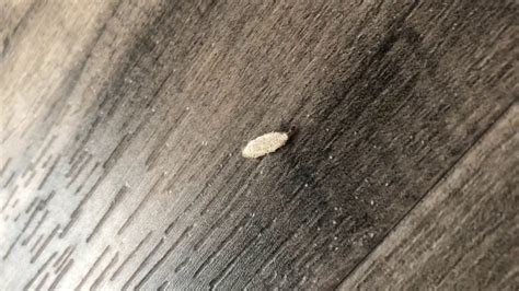 I Have Tiny White Bugs In My Bedroom What Are They