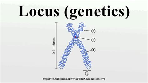 Locus Genetics Youtube