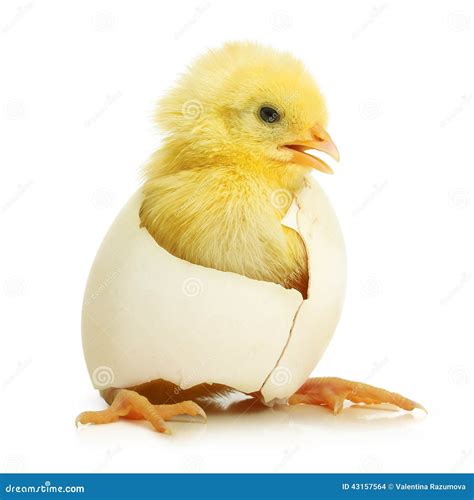 Cute Little Chicken Coming Out Of A White Egg Stock Photo Image 43157564