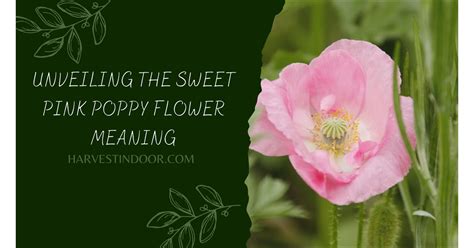 Unveiling The Sweet Pink Poppy Flower Meaning Harvest Indoor