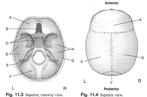 Skull Superior View Diagram Quizlet