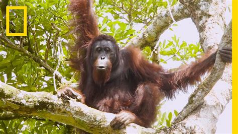 Menceritakan tentang perasaan seseorang yang ditinggalkan oleh kekasihnya ketika masih sayang. Watch Orangutans Build Umbrellas, "Kiss-Squeak," and More ...