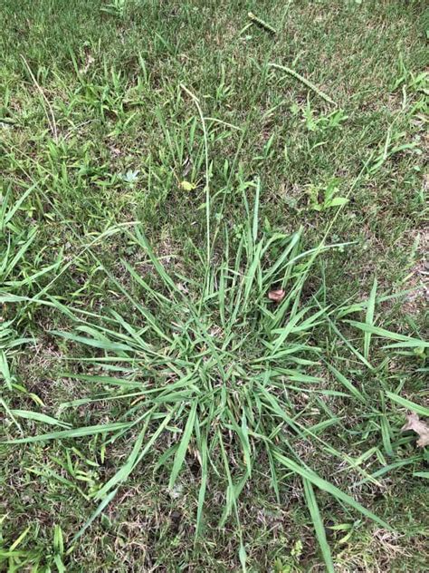 Different Types Of Crabgrass With Pictures Crabgrasslawn