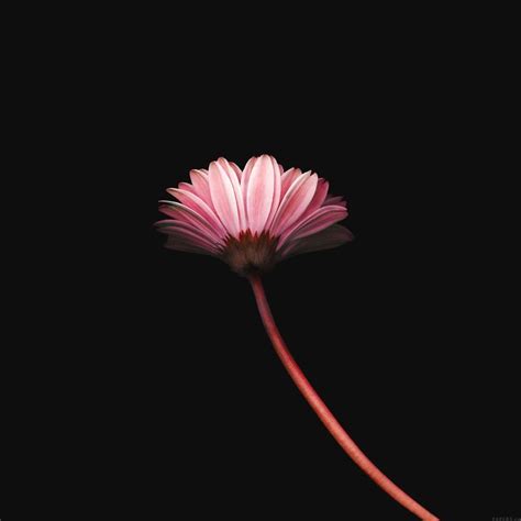 Simple Flower Wallpapers Wallpaper Cave