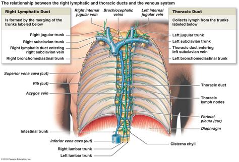 Thoracic Duct Lymphatic System Lymphatic