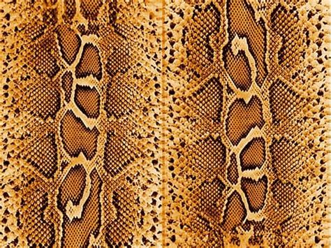 Snake Skin By Mildak Photoshop Resource Collected By Psd From