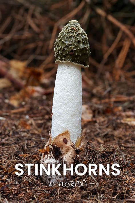 A Close Up Of A Small Mushroom On The Ground With Words Stinkhorns