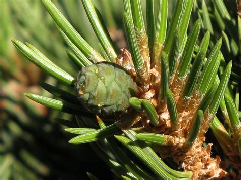 Pinyon Pine Immature Cone Pinus Edulis Edible Pine Blac Flickr