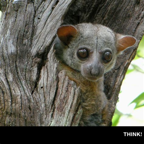 17 Best Images About Primates Old World Northern Sportive Lemur