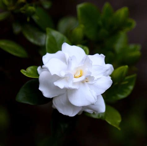Gardenia Flower Meaning Find Out What This Flower Symbolizes ↓