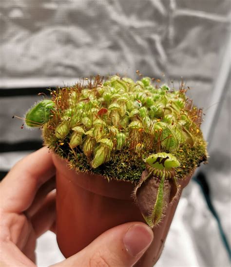 How To Care For Carnivorous Plants Carnivorous Plant Club