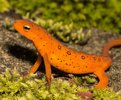 Difference Between Newts And Salamanders