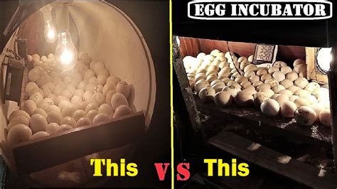 Perfect Way To Incubate Eggs In Egg Incubator How To Hatch Chicken