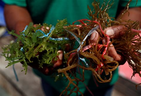 Farming Seaweed Can Help Us Fight Climate Change World Economic Forum