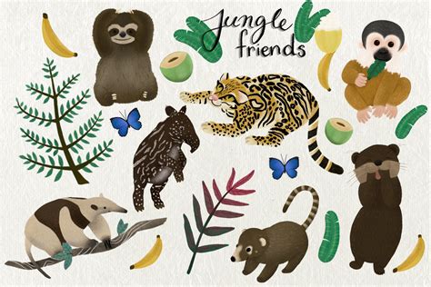 Rainforest Animals Clipart Animal Illustrations ~ Creative Market