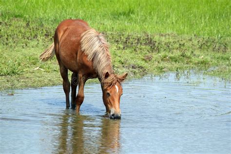 Horse Drinking Water Stock Images Image 26586024