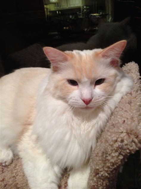 Flame Point Ragdoll Old Cats Cats And Kittens Ragdoll Cats Pretty