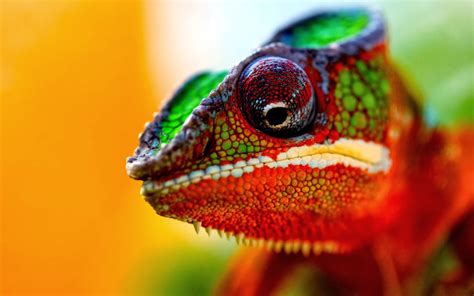 Chameleon Colors Indicate Moods Fun Animals Wiki Videos BEDECOR Free Coloring Picture wallpaper give a chance to color on the wall without getting in trouble! Fill the walls of your home or office with stress-relieving [bedroomdecorz.blogspot.com]