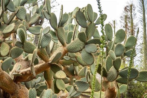 21 Best Cactus Plants To Grow In Your Garden