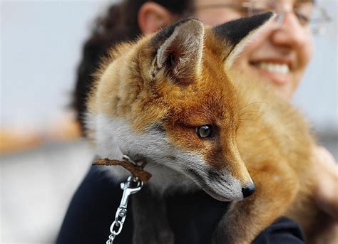 Are There Different Breeds Of Pet Foxes