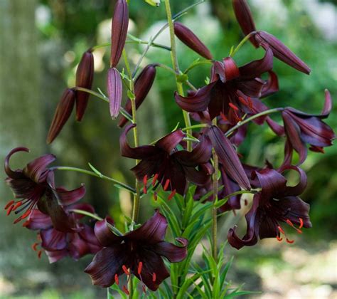 Find commonly used florist flowers from a to z. List of 50+ Different Types of Lilies With Pictures