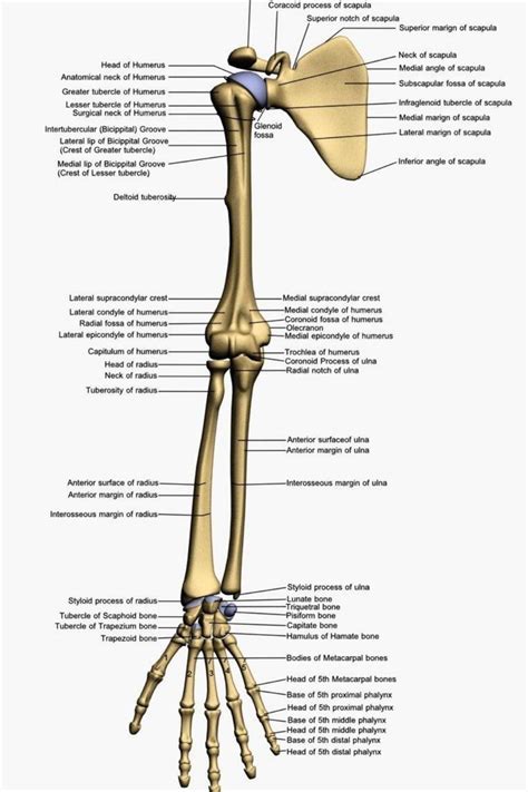 Upper Limb Anatomy Upper Limb Anatomy Anatomy Bones Skeletal System