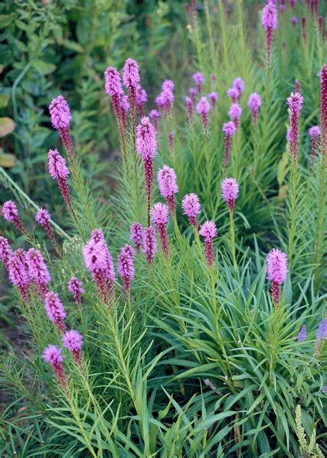 25 Perennials Anyone (Yes, Anyone!) Can Grow | Flowers 