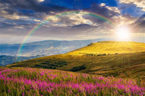 Wild Flowers On The Mountain Hill At Sunset Stock Image Image 58940831