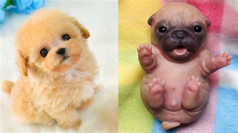 Images Of Cute Baby Puppies