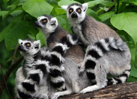 National Animal Of Madagascar Einfon
