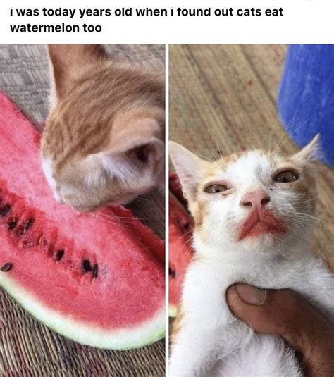 Thanks I Love Cats Eating Watermelon Rtili