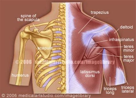 This muscle is located on the upper portion of the back anatomy, underneath the trapezius. Upper Back Pain - Anatomy of the Back | The Pain Center | Pain Management Care