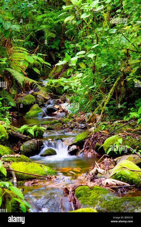 Creek In The Jungle Stock Photo Alamy