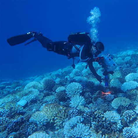 Satellites Keep Watch Over Global Reef Health In A World First