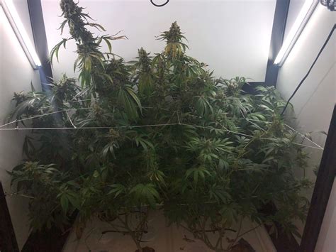 Og Kush Grow Diary Journal Week13 By Gstizzles Growdiaries