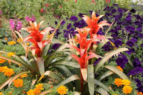Scarlet Star Bromeliad Grow And Care Tips From Expert Gardeners