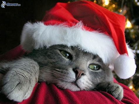 Hd Wallpaper Short Haired Gray Cat Hat Christmas Animals Santa