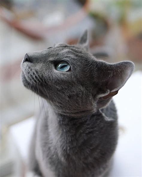Hypoallergenic Cat Breeds Russian Blue Care About Cats