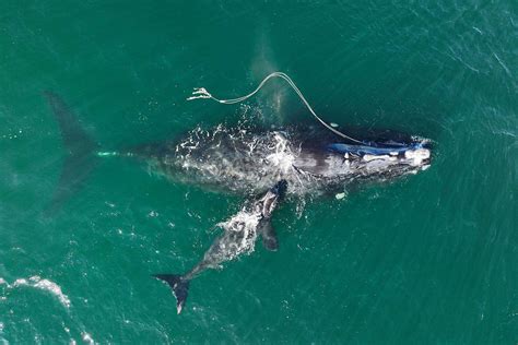 No Longer Hope For Endangered Whale Entangled In Fishing Gear