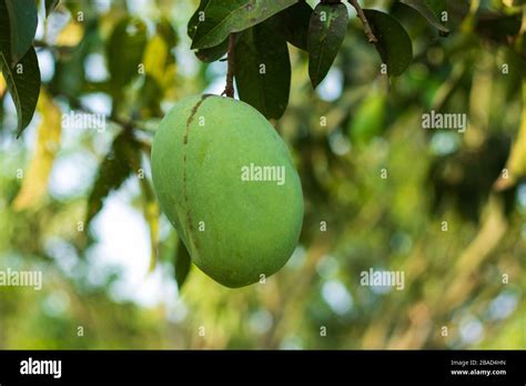 Green Mango In A Mango Garden In Rajshahi Chapainwabganj Bangladesh