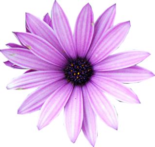 Purple Flower PNG Purple Flower Transparent Background FreeIconsPNG