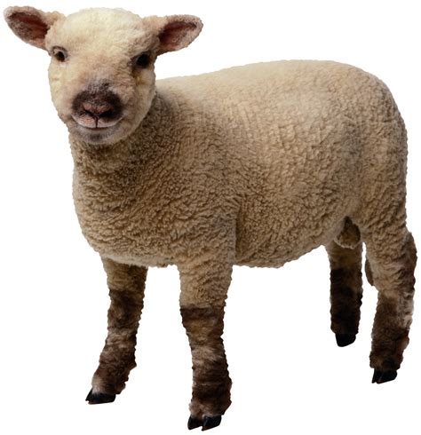 Sheep Png Transparent Images Png All